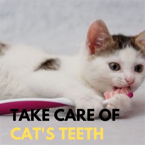 More often than not, tooth removal is required when there is a severe infection present, usually due to lack of dental care over the course of the pet's life. Cat Tooth Infection Vomiting - Animal Friends