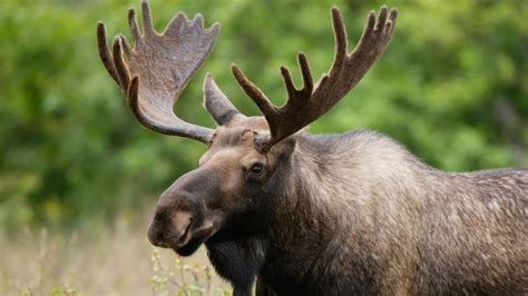 Cape Breton Moose Hunt To Go Ahead As Population Count Increases Cbc News