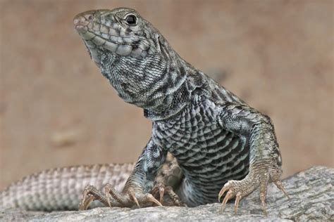 The 9 Types Of Lizards Found In Kentucky Id Guide Bird Watching Hq