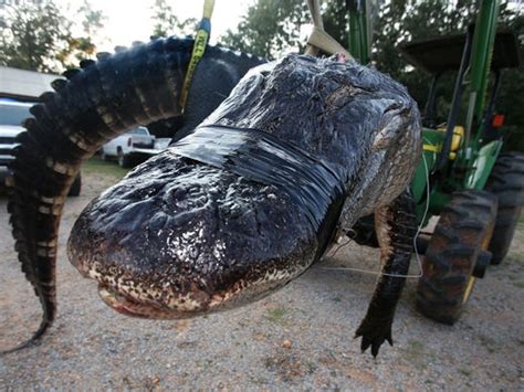 Massive 15 Foot Alligator Caught In Alabama