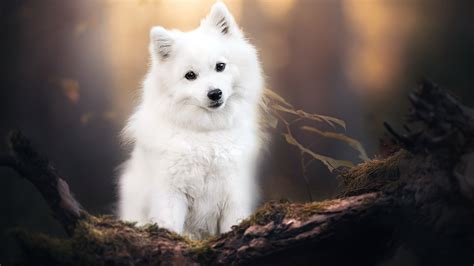 White Pet Dog Spitz Hd Animals Wallpapers Hd Wallpapers Id 50570