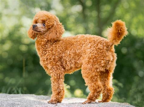 Check spelling or type a new query. Miniature Poodle Puppies For Sale | Available in Phoenix ...