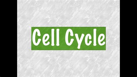 Cell Cycle Overview Youtube