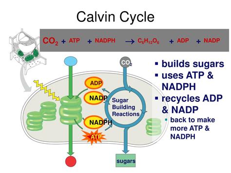Pyruvate converted to acetyl coa; PPT - Photosynthesis PowerPoint Presentation, free download - ID:5068046