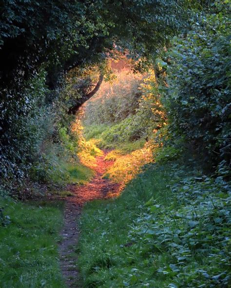 Beautiful Forest Path In England Mostbeautiful