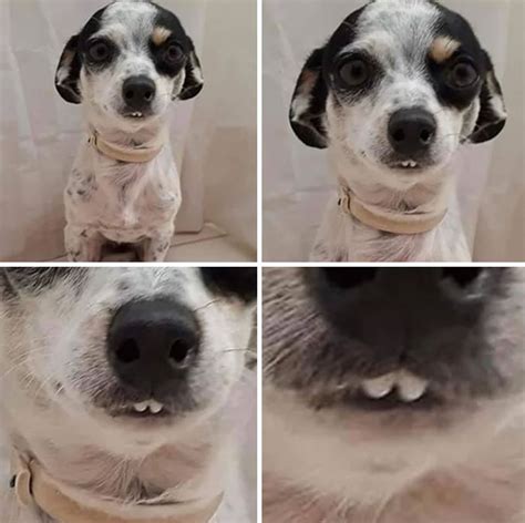 Funny Dog Smiling Teeth