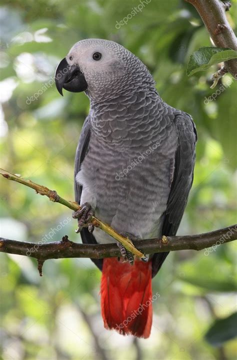African Grey Parrot — Stock Photo © Mikdam 8847492