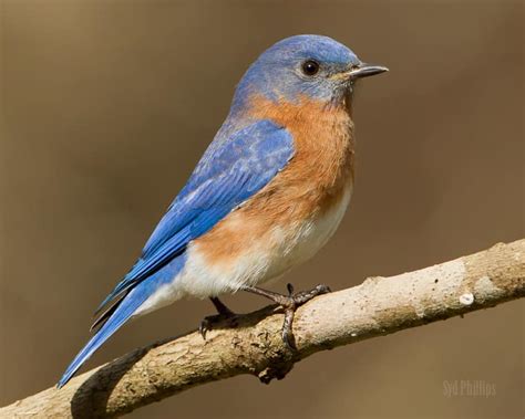 Birds Of Oklahoma 17 Species Worth Spending Time With Pals