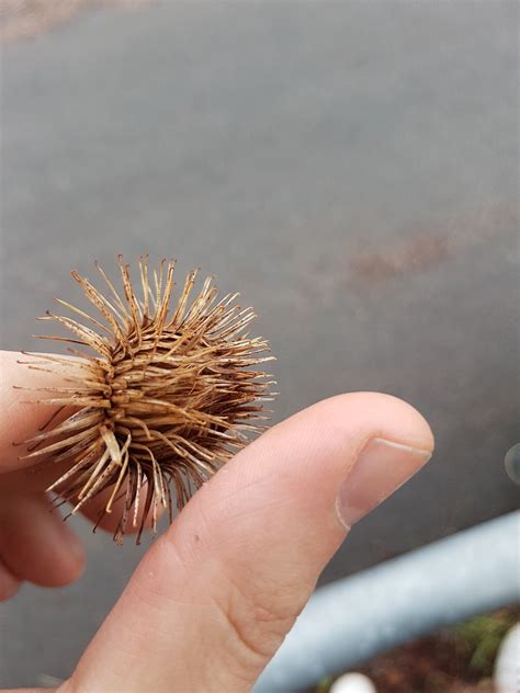 Sweden Outdoors Found This Weird Spiky Ball Plant The Ends Have Hooks And Readily Stick To