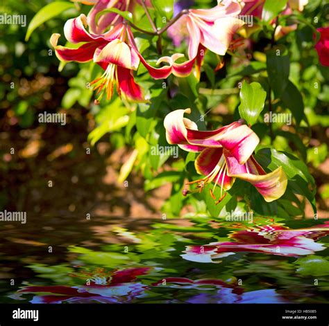 Beautiful Red Lily In The Garden Stock Photo Alamy