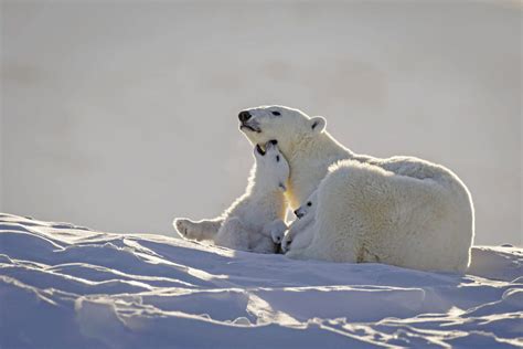 Photographer Captures Shots Of Polar Bear Families Playing In The Snow