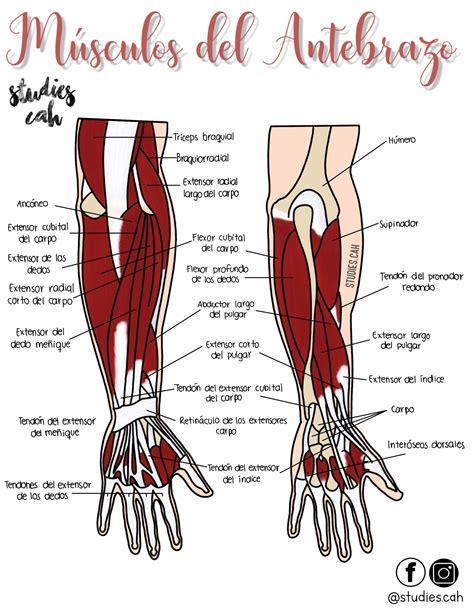 Músculos Del Antebrazo Anatomía Anatomia Y Fisiologia Humana