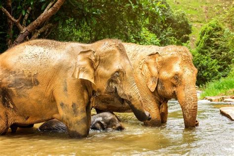 Elephant Jungle Sanctuary Phuket Half Day Visit