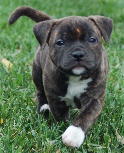 Best 25 American Staffordshire Bull Terrier Ideas On Pinterest