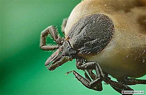 Top 10 Most Dangerous Ticks That People Suffer From Photos Nature