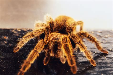 Tarantulas, while often given a bad reputation in films, are actually fascinating animals and make interesting pets. Chilean Rose Tarantulas as Pets - Care Sheet