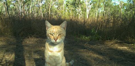 A Hidden Toll Australias Cats Kill Almost 650 Million Reptiles A Year