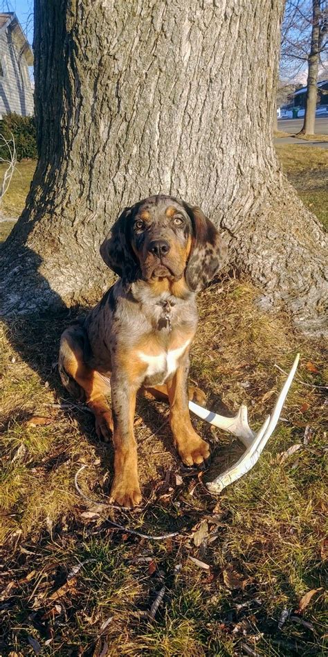 Catahoula Cur Bloodhound Mix Catahoula Cur Catahoula Doggy