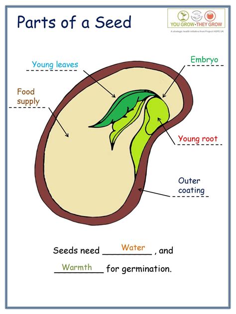 Parts Of The Seed