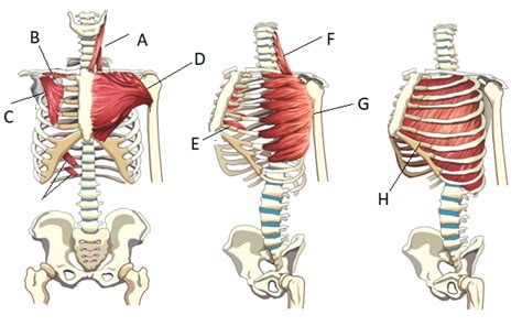 Muscles Of The Rib Cage Wall Diagram Quizlet