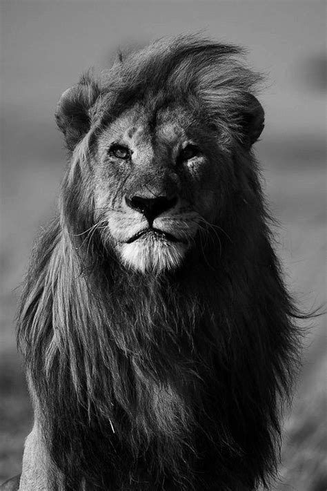 Photography Black And White Beautiful Photo Face Best Nature Lion