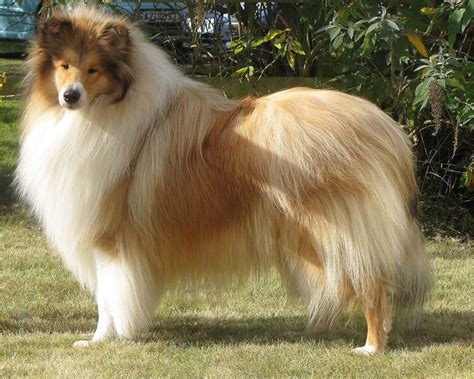 For this dog, fun means continuing to learn, pleasing their owners and feeling fulfilled. rough long haired collie | Rough collie, Collie, Best dogs