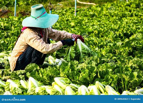 Harvesting Vegetable In Field Editorial Stock Photo Image Of Full
