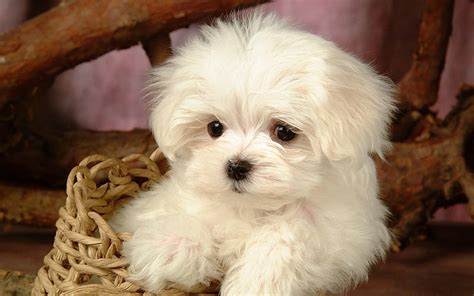 Lovely Little White Fluffy Puppy 14 Hd Wallpaper Peakpx