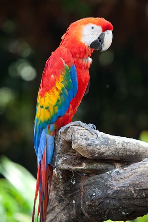 Interesting Facts About Parrots The Facts Vault