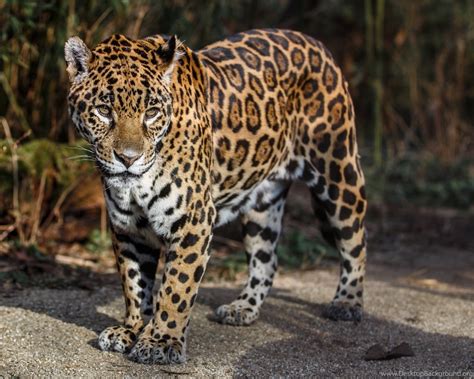 Download Wallpapers 3840x2400 Jaguar Wild Cat Predator Spots