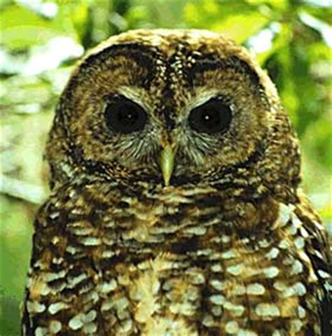 Birds - Muir Woods National Monument (U.S. National Park Service)