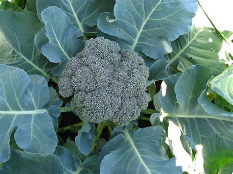 How To Grow Broccoli In Containers Growing Broccoli Companion