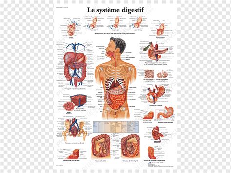 Anatomi Organ Tubuh Manusia Sistem Ekskresi Saluran Pencernaan Intisari Teks Poster Lain