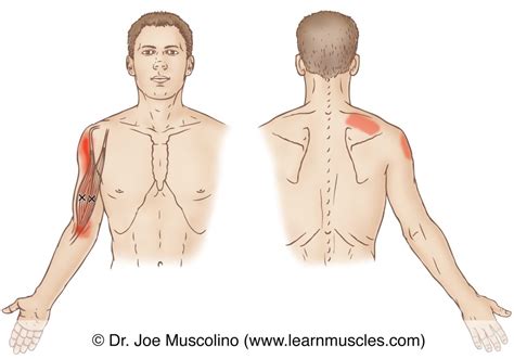 Biceps Brachii Trigger Points Learn Muscles
