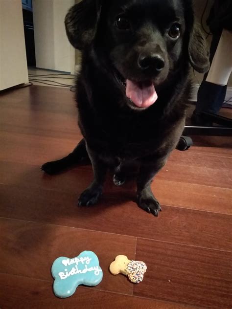 Fifi Foxx 🎥 On Twitter It Is Jinxxx S Birthday So We Bought Our Sweet Angel Some Cookies 💙🐕🎁