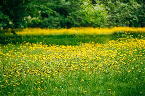 Spring Yellow Flowers Dandelions Meadow Stock Image Image Of