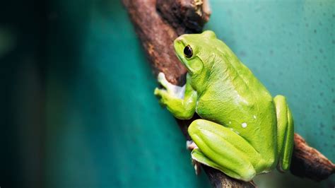 Green Frog On Tree Branch Frog Animals Amphibian Hd Wallpaper