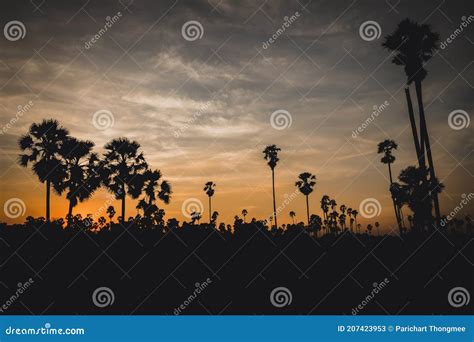 Sunset With Palm Trees Silhouette Background Stock Image Image Of