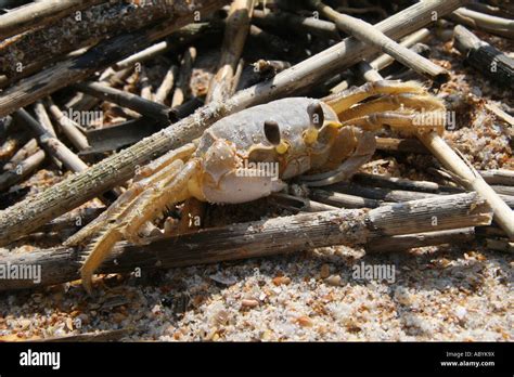 Ocypode Quadrata Atlantic Ghost Crab Stock Photo Alamy