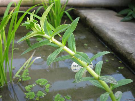 Limnophila Aromatica Flowgrow Aquatic Plant Database