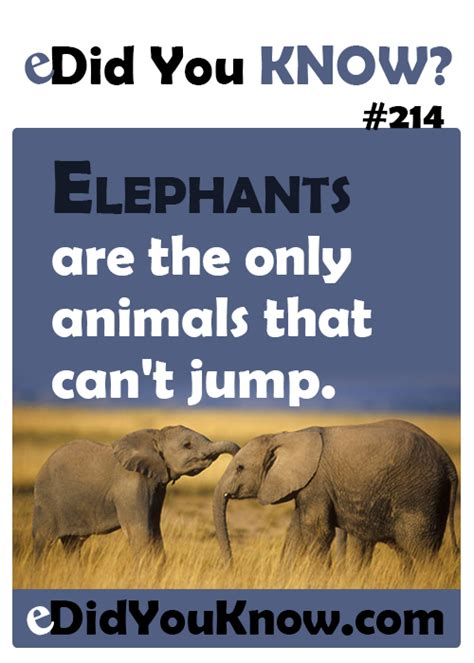 This includes some of the most asked, fun, surprising and crazy animal facts from. Did You Know? | Did You Know? #214 | Did you know facts, Animal facts, Did you know