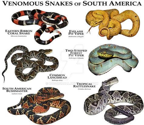 Venomous Snake Of South America Snake Poisonous Snakes Snake Venom