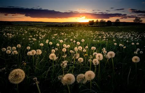 Wallpaper Field Sunset Dandelions Images For Desktop Section природа