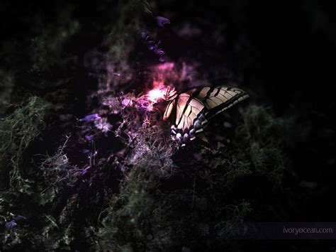 Wallpapers Butterfly Wallpaper Cave