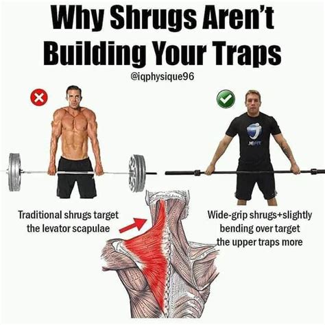 Shoulder Shrug Exercise Benefits Art And Bussines