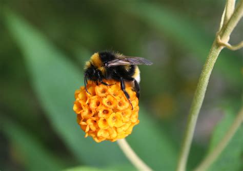 We did not find results for: Bumble Bee On Flower | Bee, Bee on flower, Bumble bee