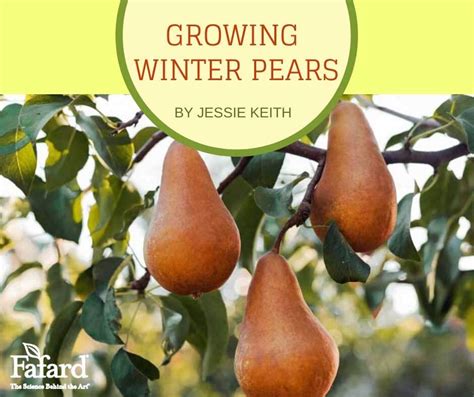 Growing Winter Pears Fafard