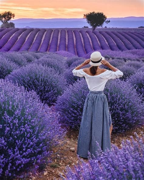 ПРИВЕТ, ЖИЗНЬ ! — Фото | OK.RU | Цветки лаванды, Оттенки фиолетового, Лавандовые поля