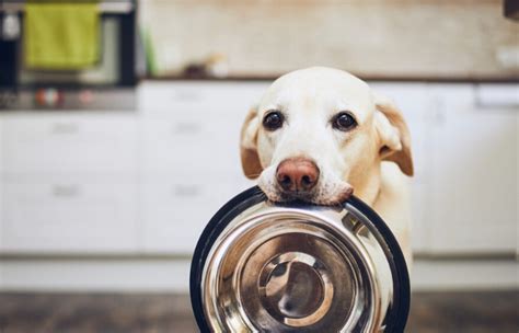 Take your dog's lifestyle into account How Much Should I Feed My Dog? - Pure Pet Food Reviews