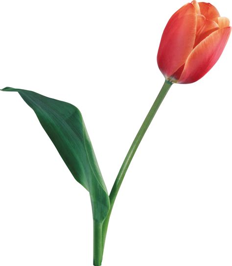 Tulip Png Image Purepng Free Transparent Cc0 Png Image